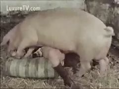 Extremely uncommon and bizarre zoophilia sex film includes A hefty hog drills a little bitch.